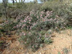 Image of Isopogon divergens R. Br.