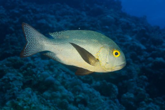 Image of Midnight seaperch