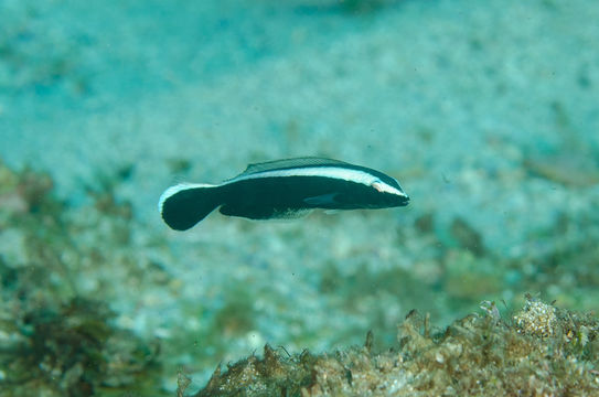 Image of Blue blanquillo