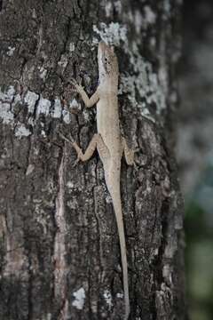 Image of Anolis sericeus Hallowell 1856