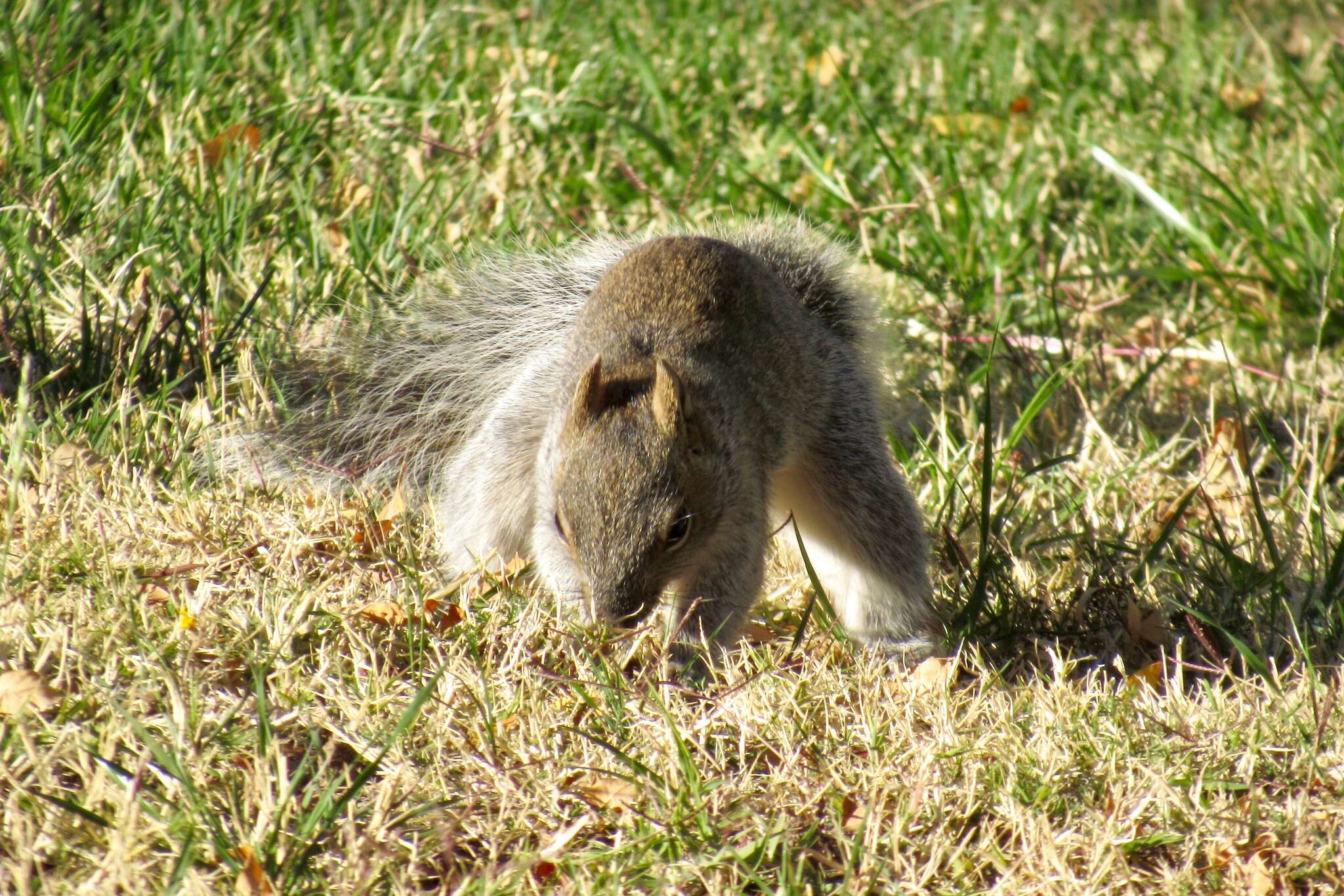 Image of Arizona Gray Squirrel