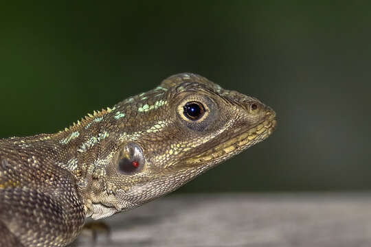 Image of Common agama