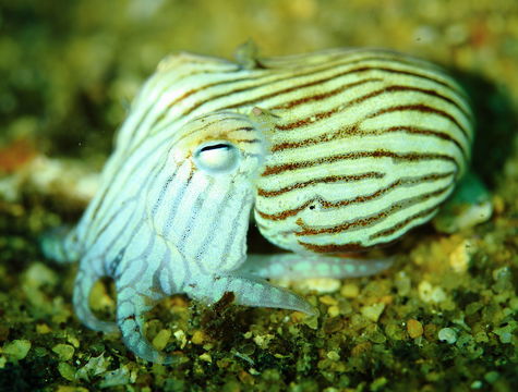 Image of Striped Pyjama Squid