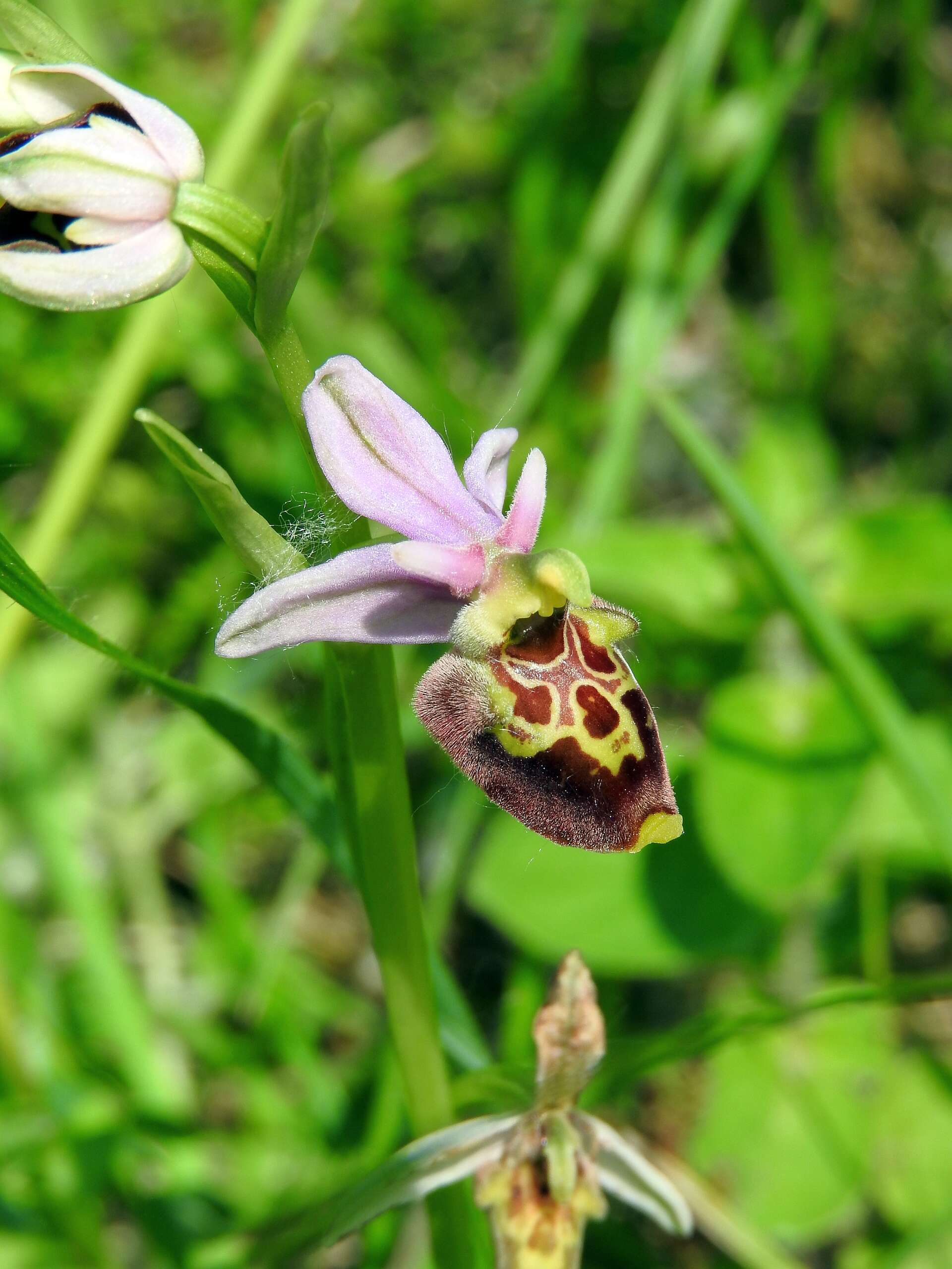 Image of Ophrys holosericea