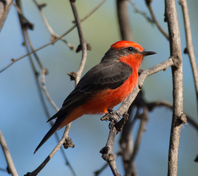 Image of Scarlet Flycatcher