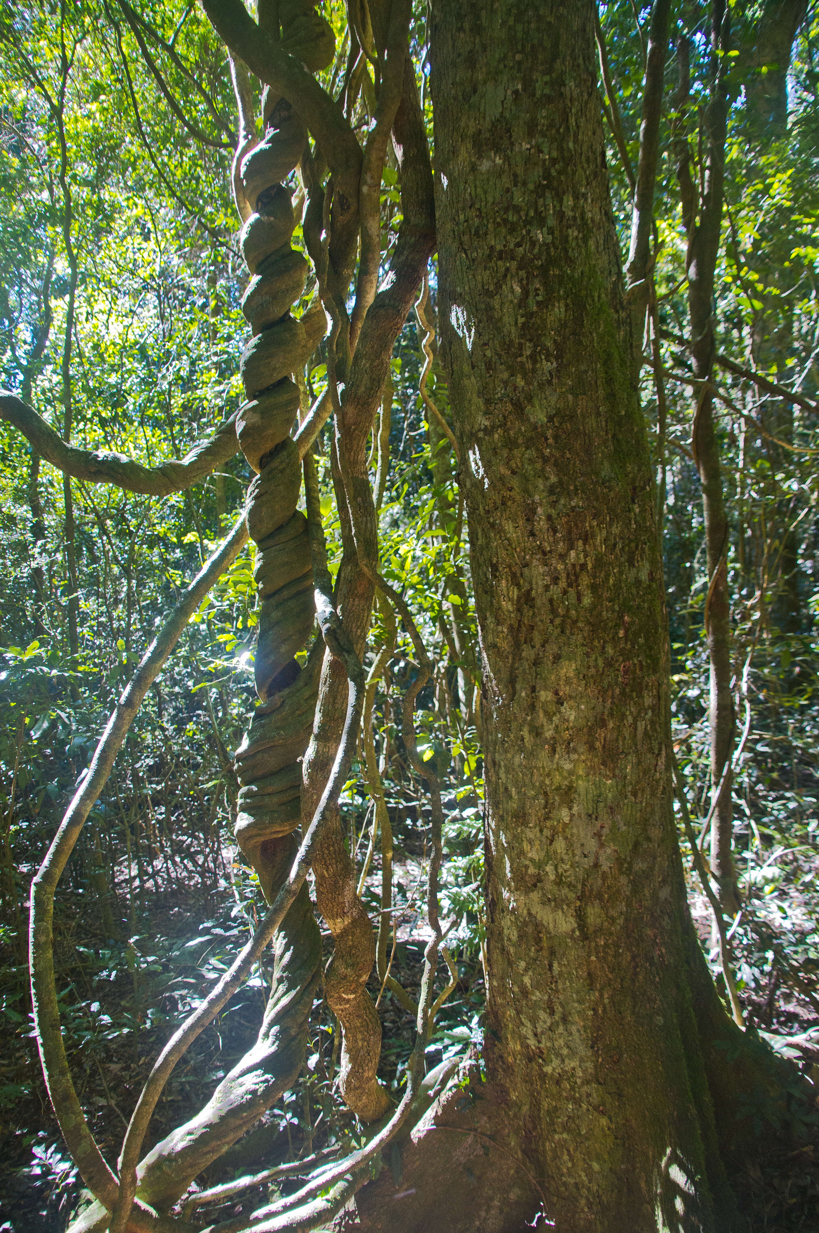 Image of Inland Wonga Vine