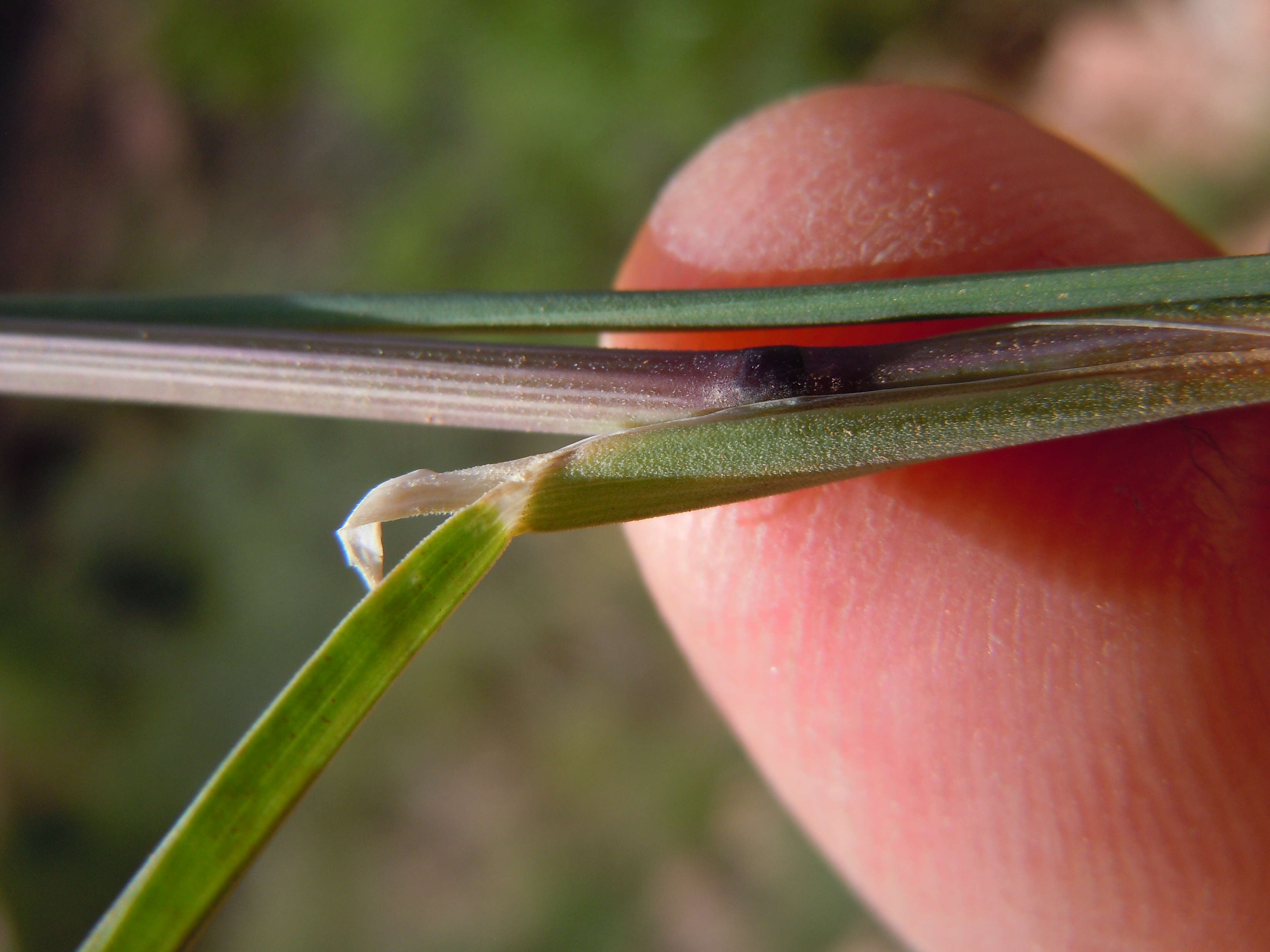 Image de Poa fendleriana (Steud.) Vasey