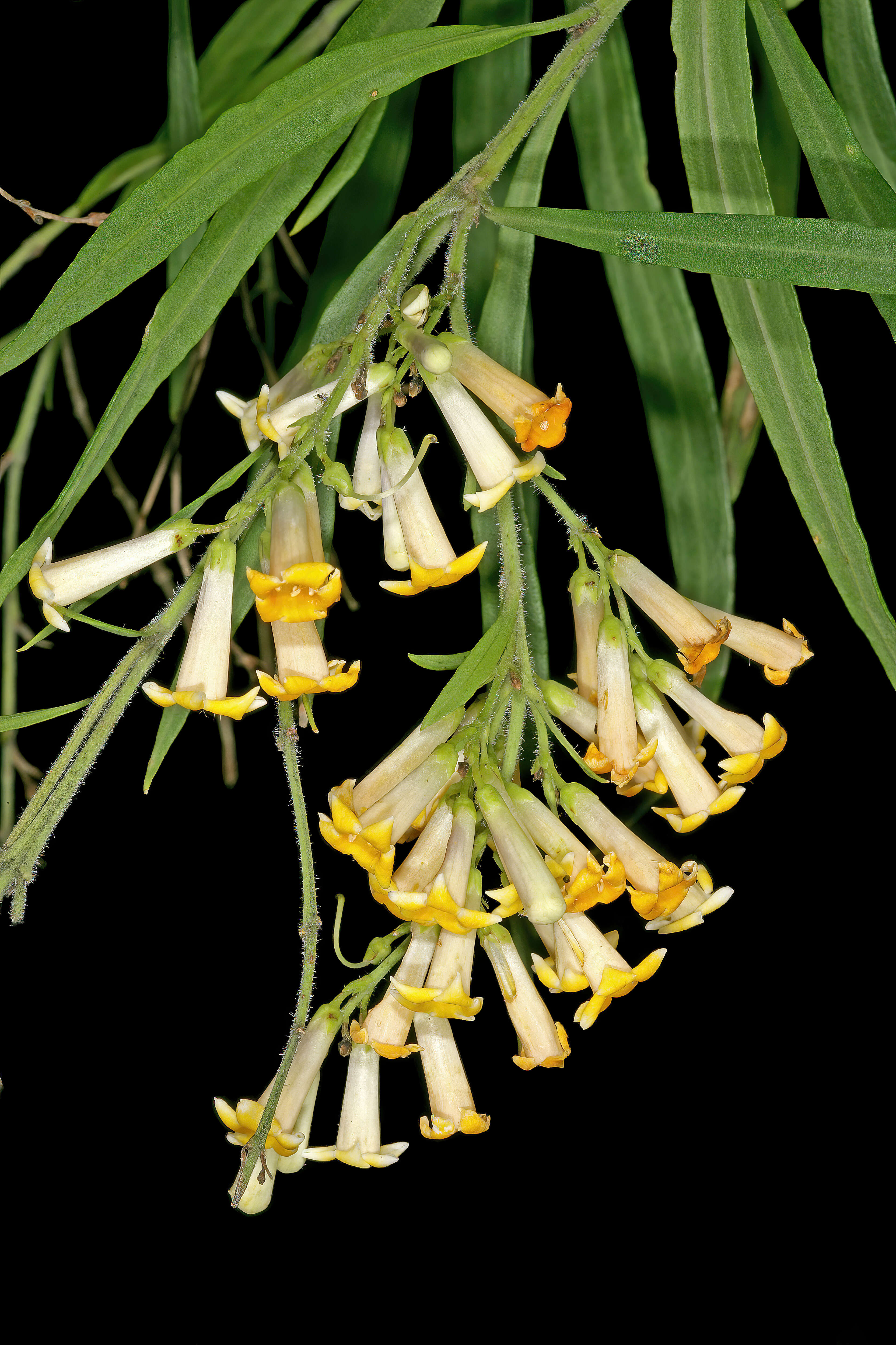 Imagem de Freylinia lanceolata (L. fil.) G. Don