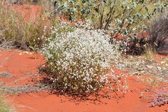 Image of Ptilotus chamaecladus Diels