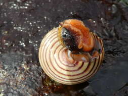 Image of Blue Top Snail