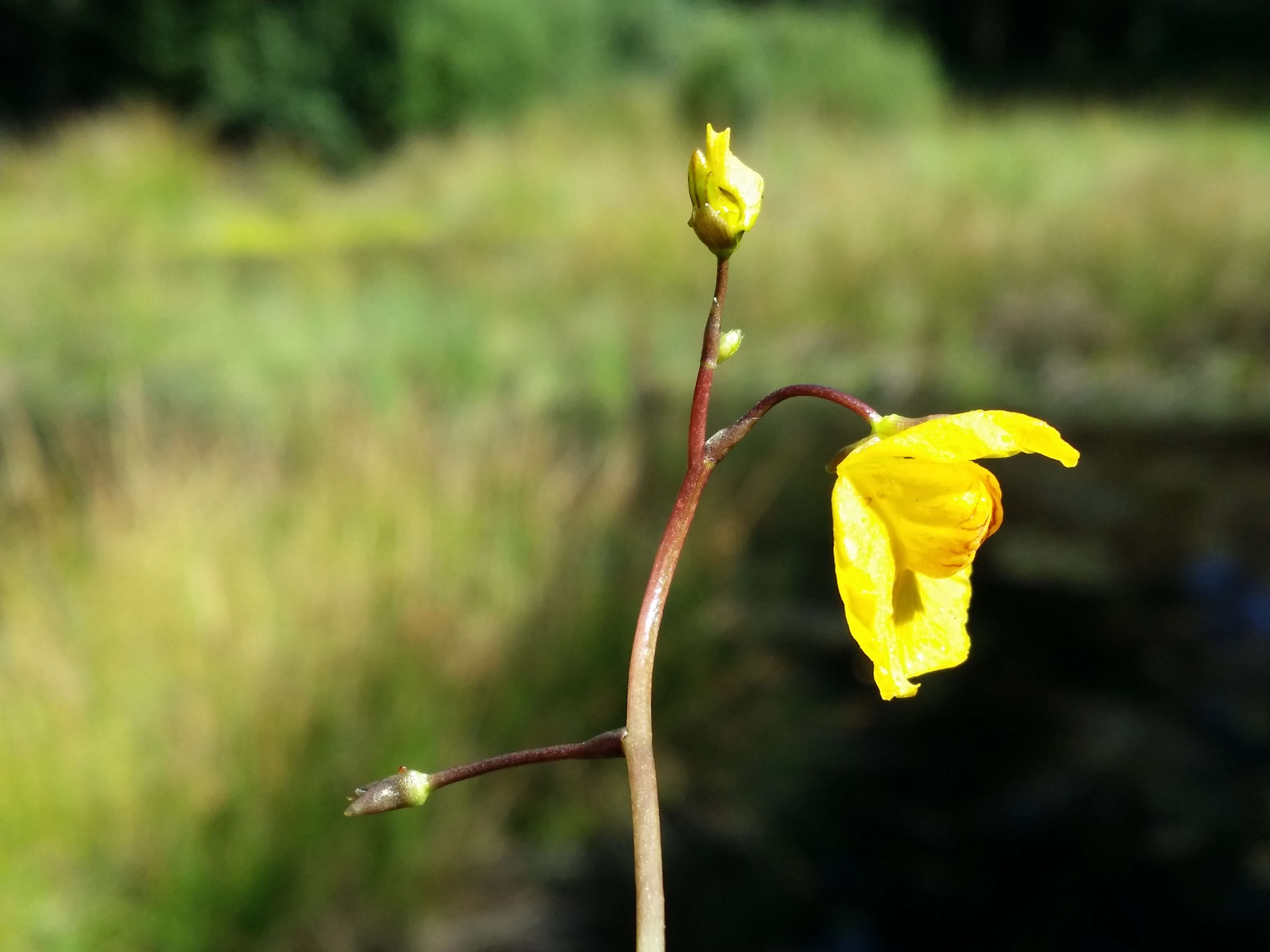 Image of Bladderwort