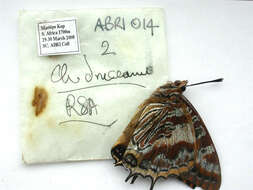 Image of Charaxes druceanus Butler 1869