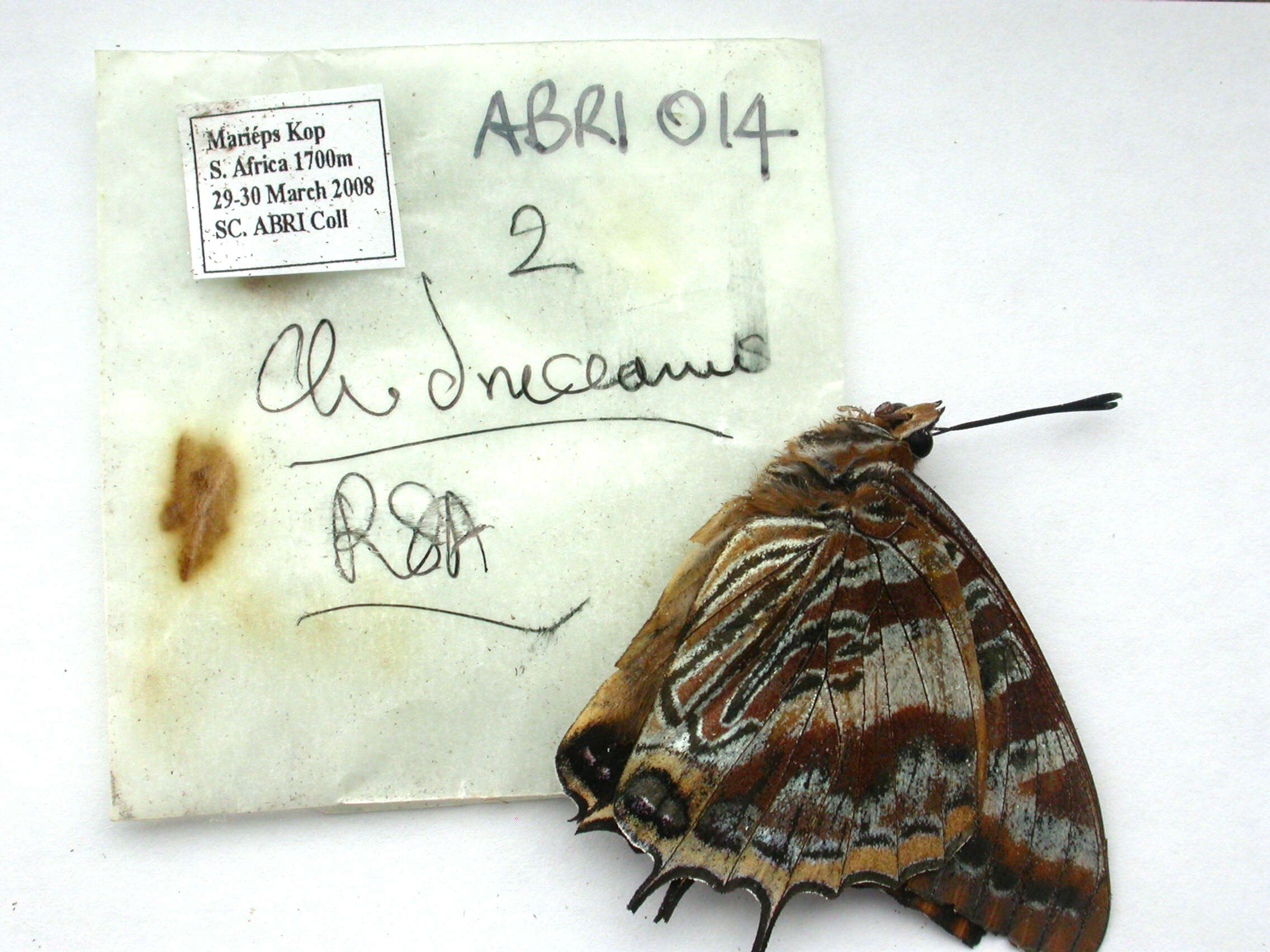 Image of Charaxes druceanus Butler 1869