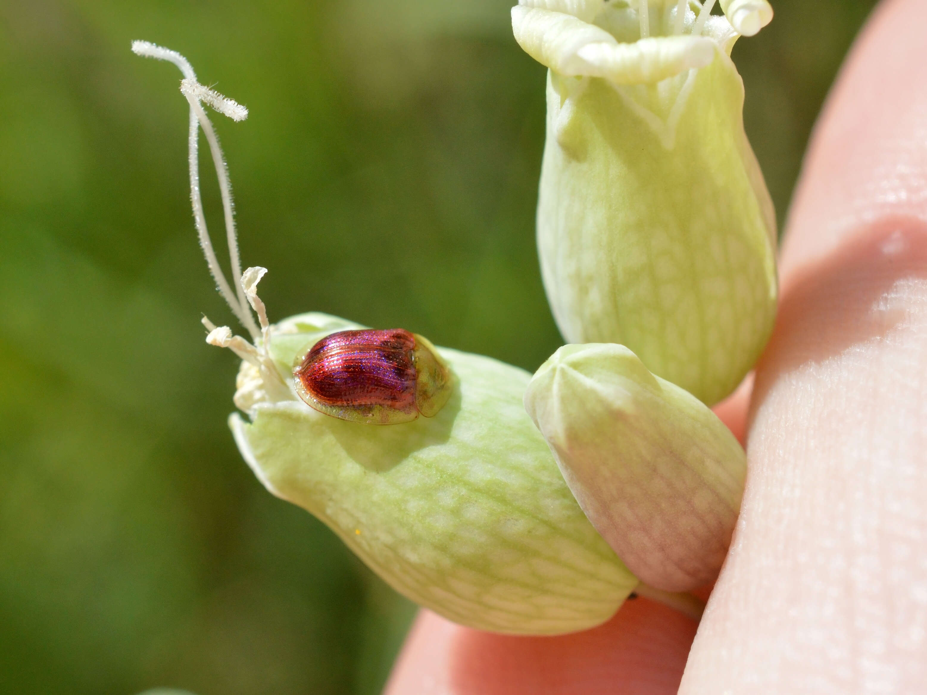 Plancia ëd Cassida (Mionycha) azurea Fabricius 1801