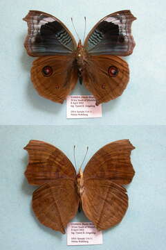 Image of Junonia artaxia Hewitson 1864