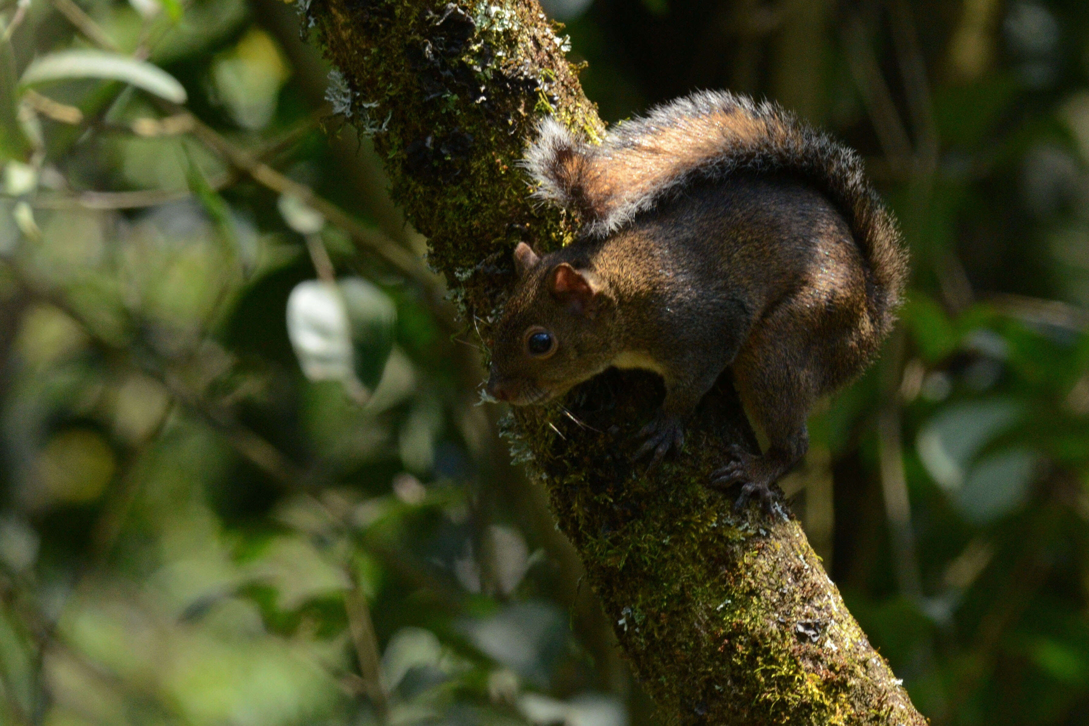 Image of Deppe's Squirrel