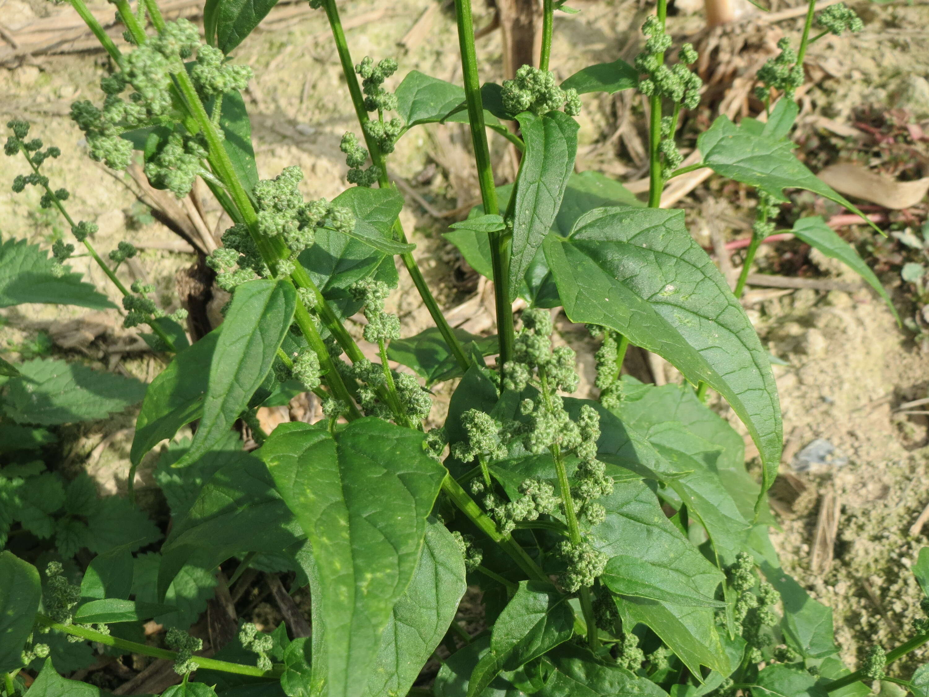 Image de Chenopodiastrum hybridum (L.) S. Fuentes, Uotila & Borsch