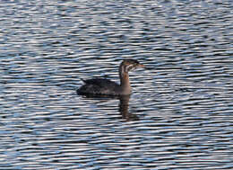 Image of Pied-billed Grebe