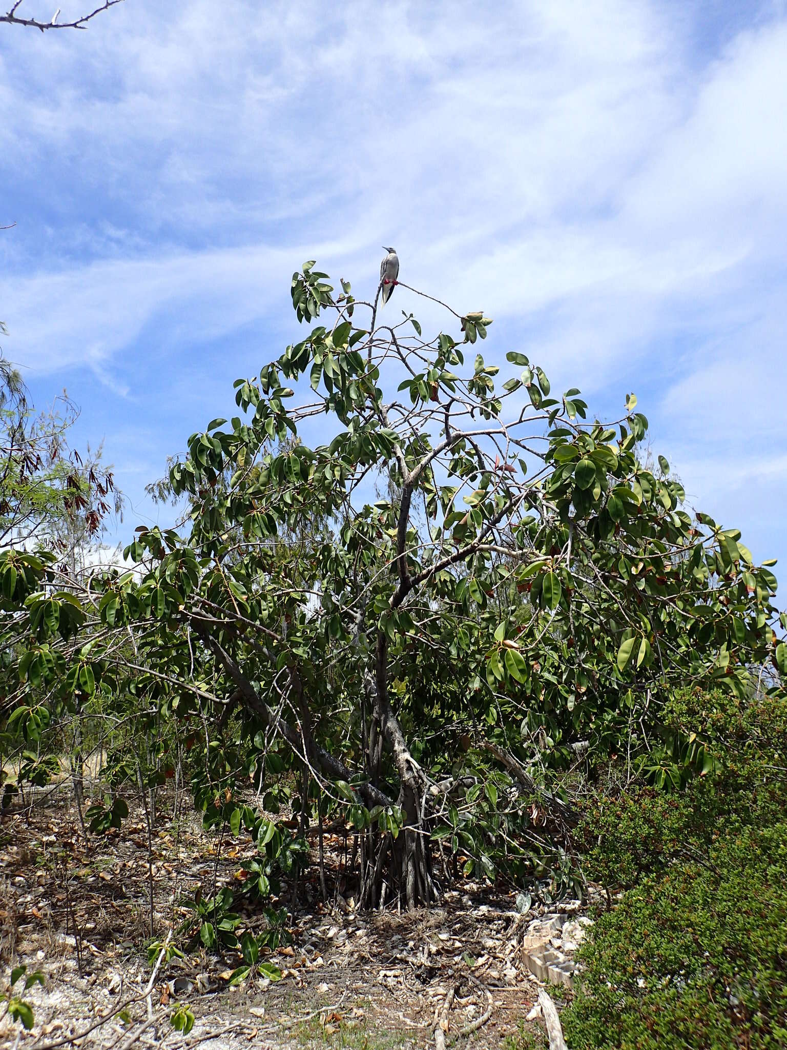 Image of Indian rubberplant