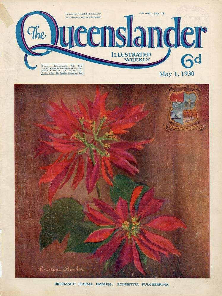 Image of poinsettia