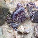 Imagem de Cyclograpsus granulosus