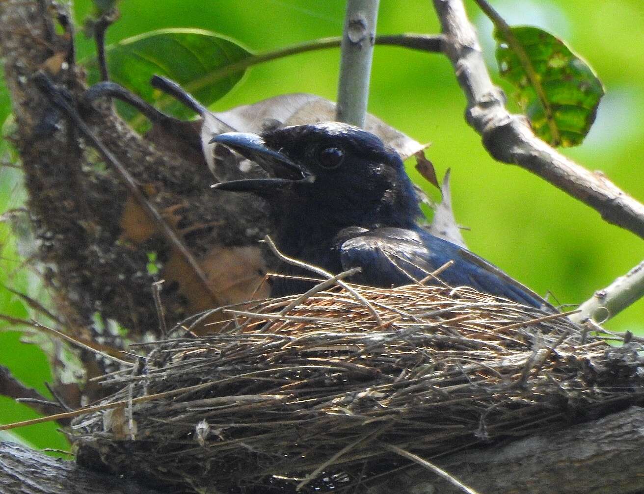 Image of Black Drongo