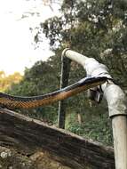 Image of Puffing Snake