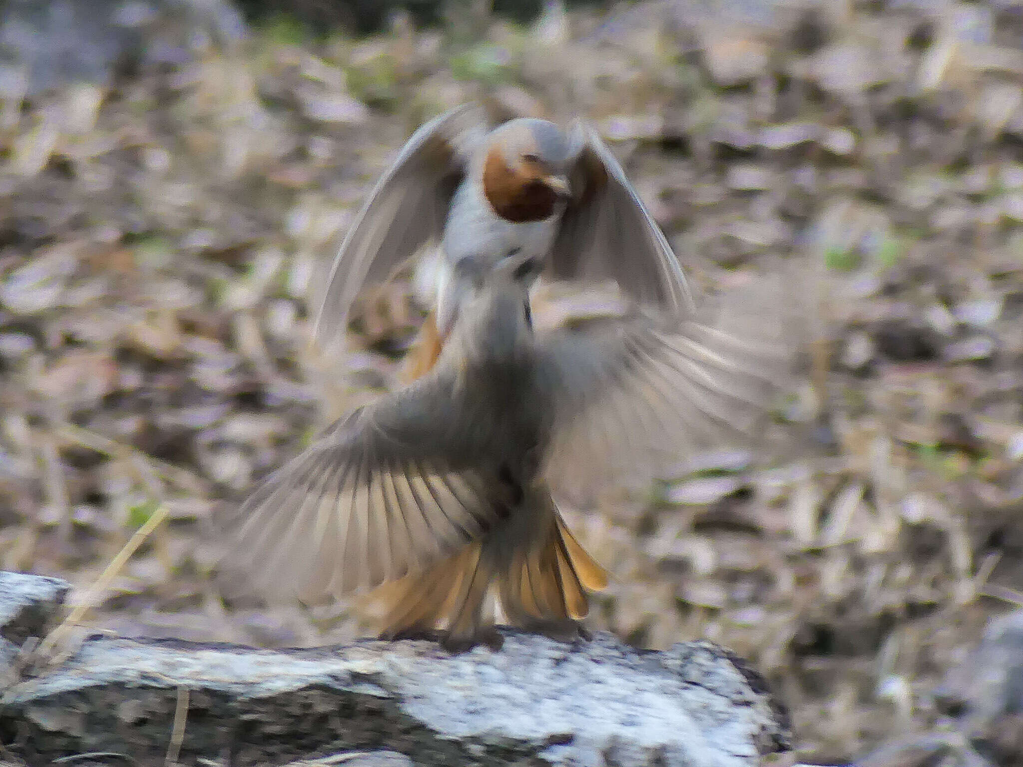 Image of Black-throated Thrush