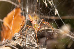 Image of Peucetia