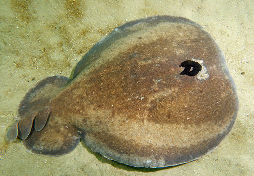 Image of Coffin Ray