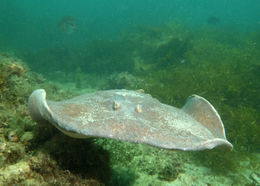Image of Coffin Ray