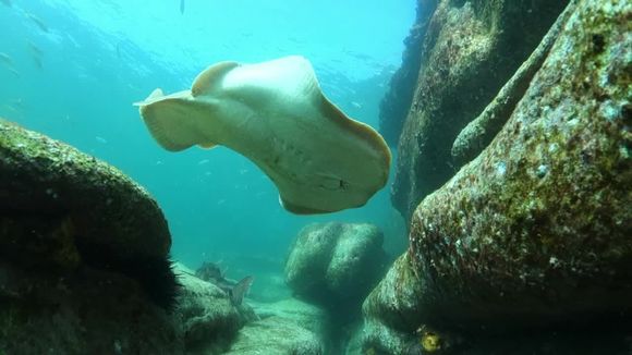 Image of Coffin Ray