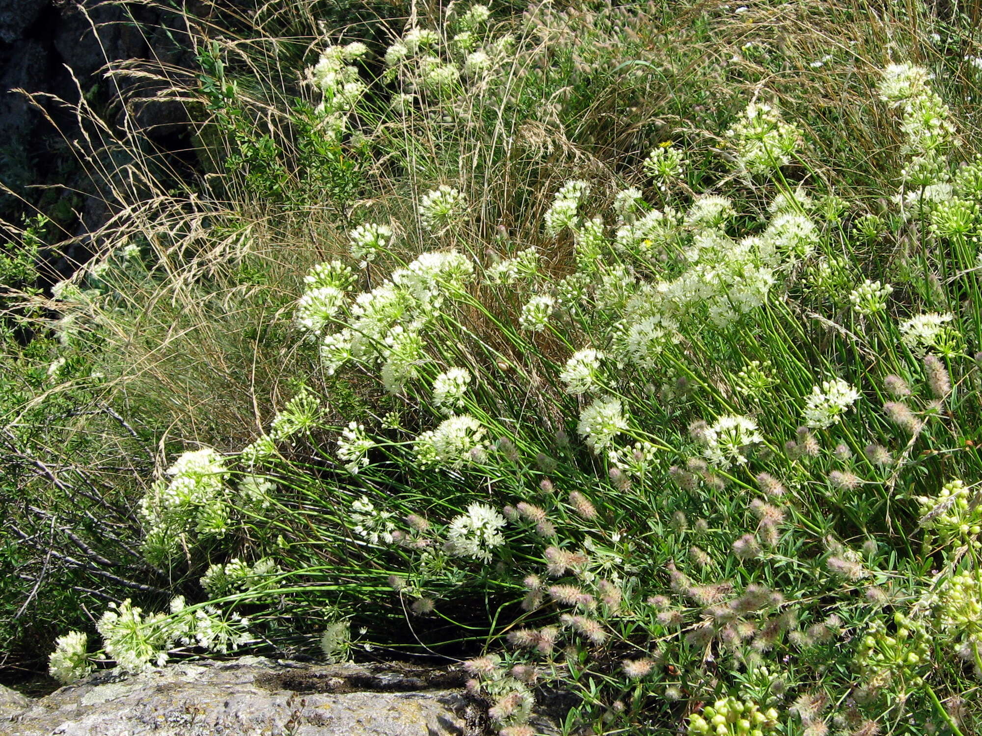 Image of Allium flavescens Besser