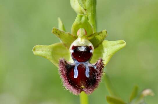 Image of Ophrys sphegodes subsp. atrata (Rchb. fil.) A. Bolòs