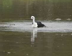 Image of Black-winged Stilt