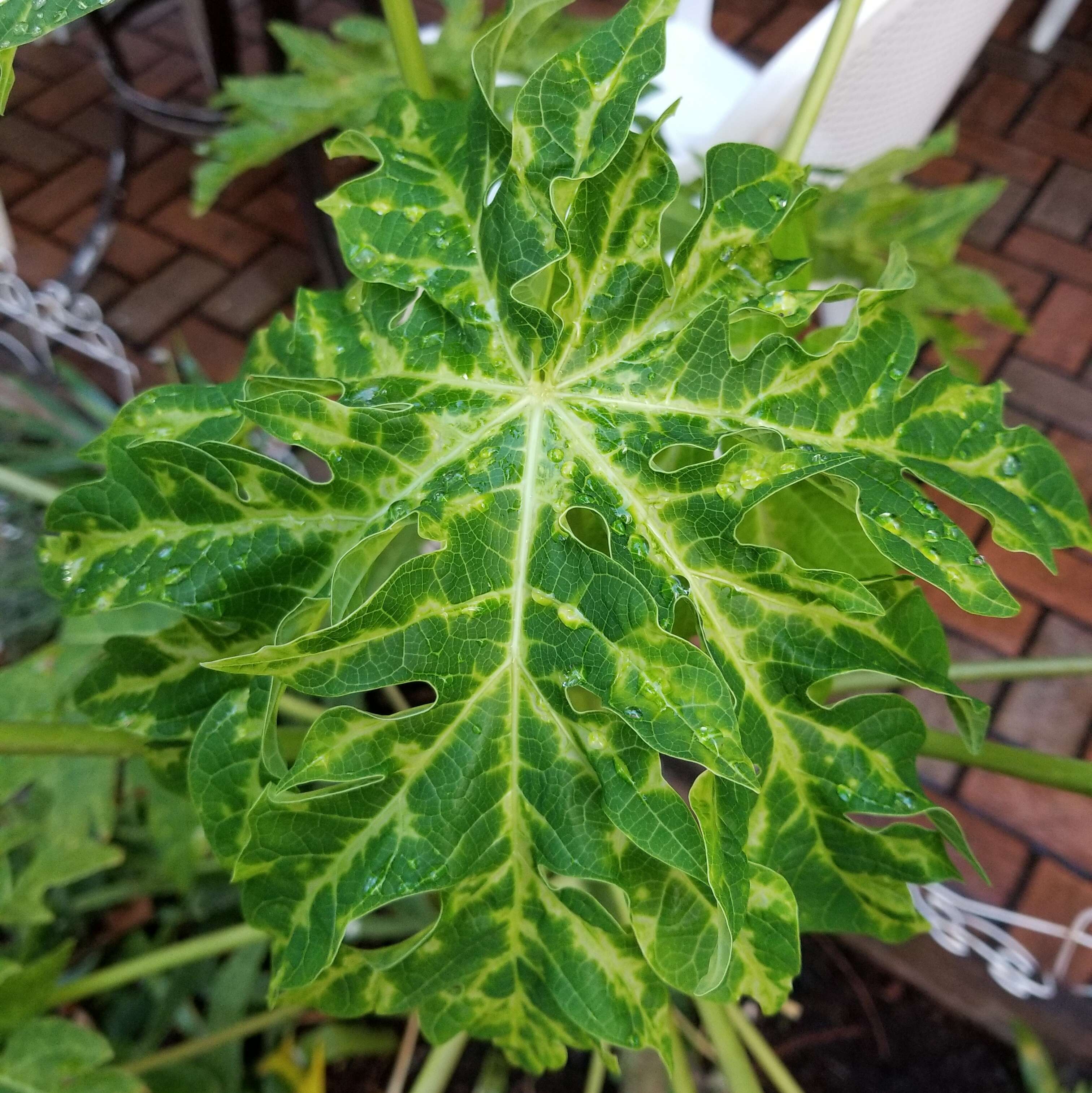 Image of Papaya ringspot virus