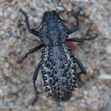 Image of Gagatophorus tibialis