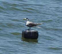 Image of Crested Tern