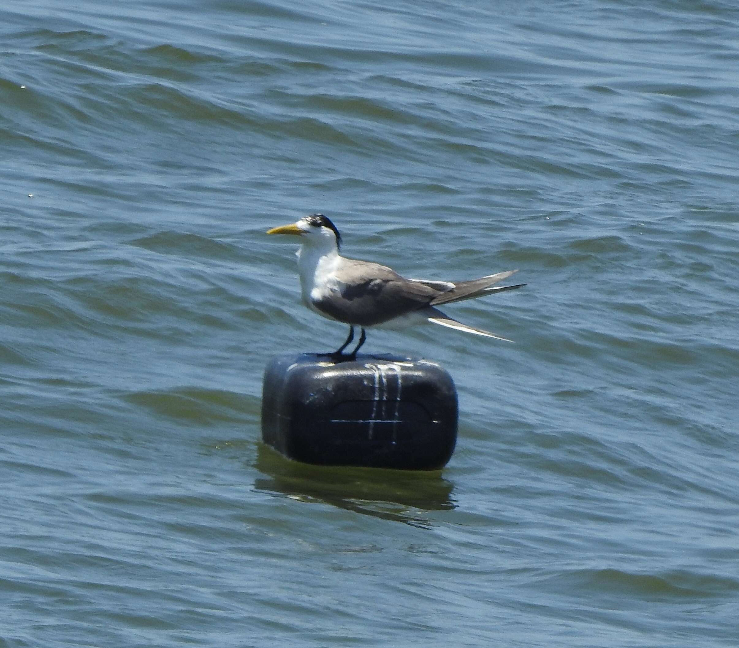 Image of Crested Tern