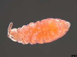 Image of Poduromorpha