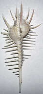 Image of Venus comb murex