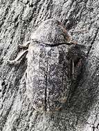 Image of Death watch beetle