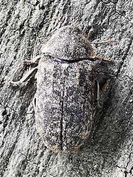 Image of Death watch beetle