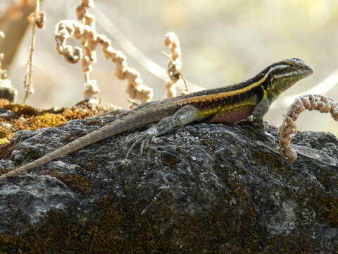 Sceloporus smithi Hartweg & Oliver 1937 resmi