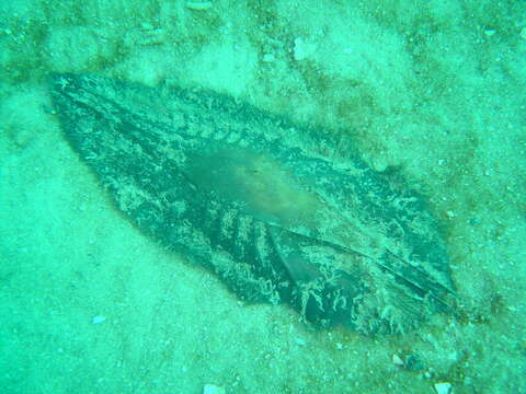 Image of Cape Elephantfish