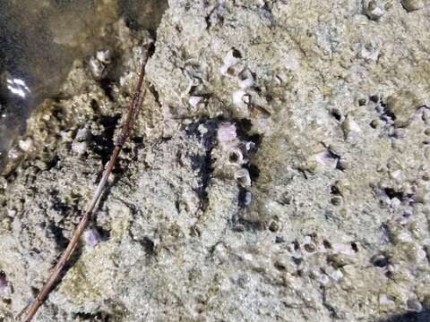 Image of Striped barnacle