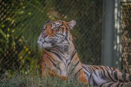 Image of Javan Tiger