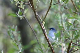 Image of gnatcatchers