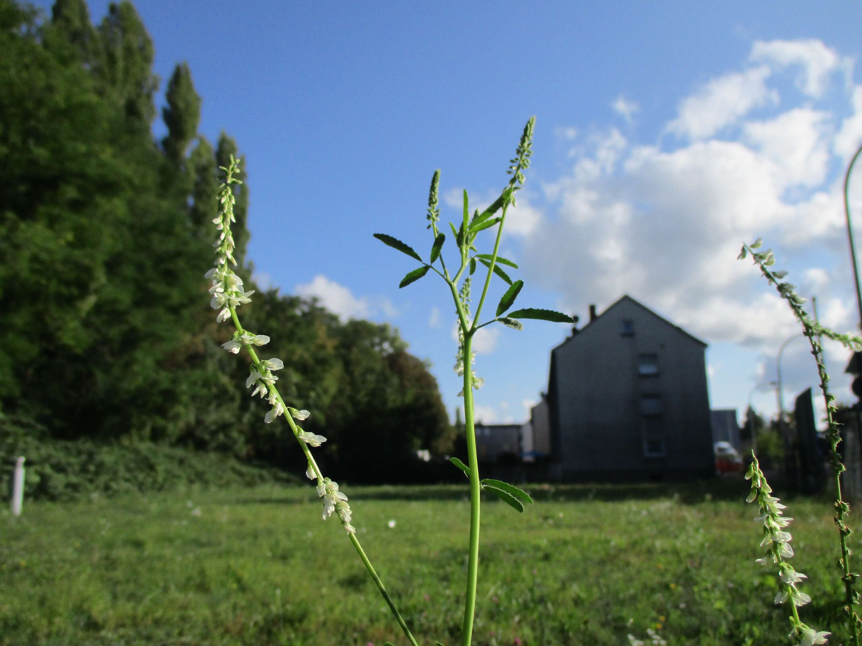 Image of White Melilot