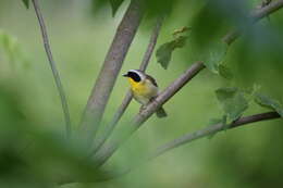 Image of Common Yellowthroat